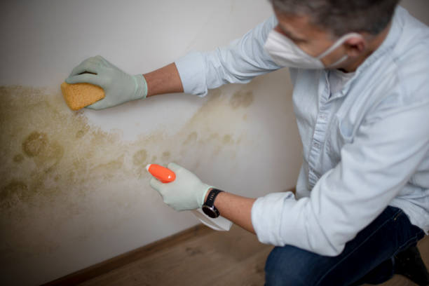 Mold Testing and Removal in Washington Mills, NY
