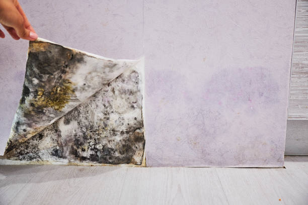 Best Mold Damage Repair  in Washington Mills, NY